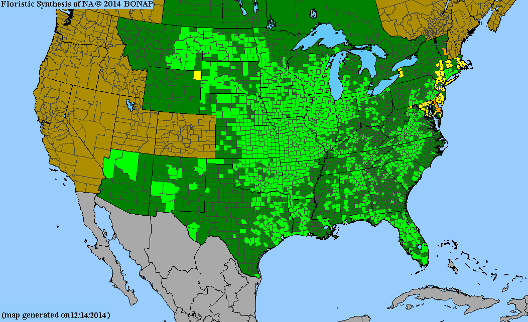 County distribution map of Asclepias verticillata - Whorled Milkweed